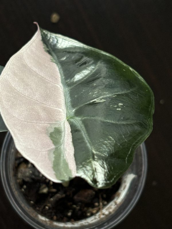 Alocasia Chantrieri Pink (3)