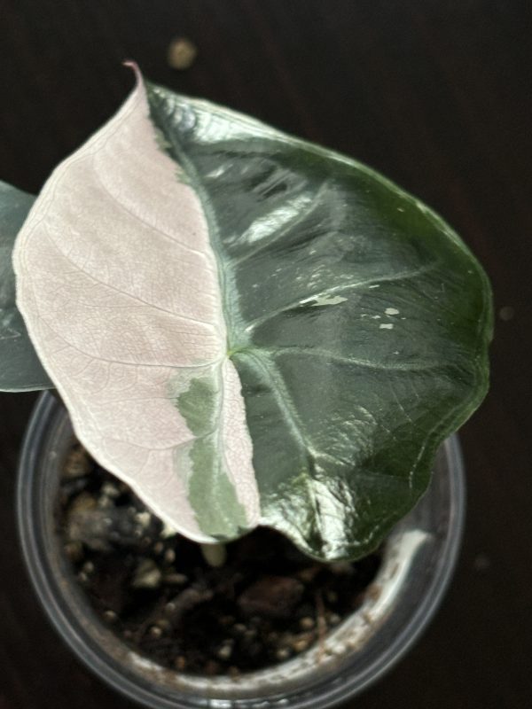 Alocasia Chantrieri Pink (4)