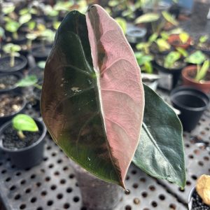 Alocasia Chantrieri Pink (8)