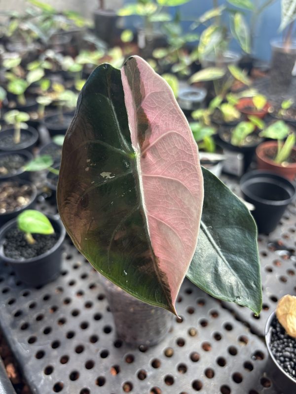 Alocasia Chantrieri Pink (8)