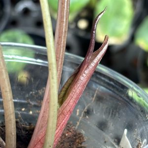 Alocasia Chantrieri Pink (9)