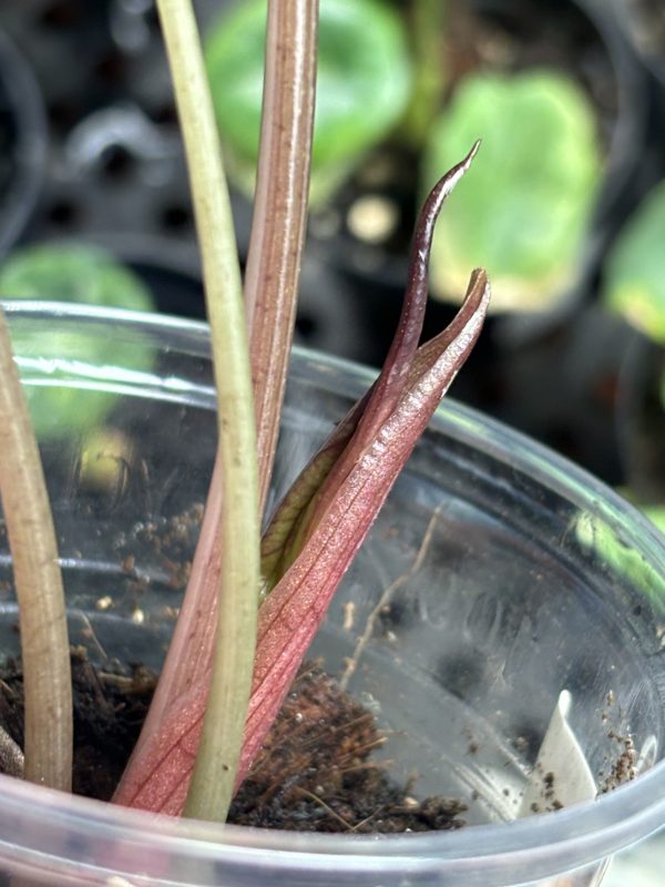 Alocasia Chantrieri Pink (9)