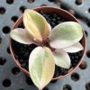 Philodendron Caramel Marble PinkMint (1)