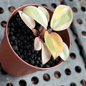 Philodendron Caramel Marble PinkMint (4)