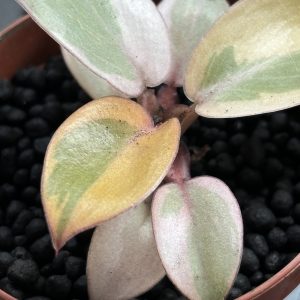 Philodendron Caramel Marble PinkMint (5)