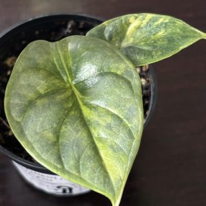 Alocasia Silver Dragon Aurea B (2)