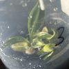 Philodendron Florida Beauty x Tortum variegata TC (3)