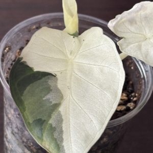 Alocasia Regal Shield Albo (2)