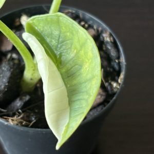 Alocasia Platinum albo B (4)