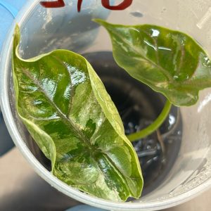 alocasia azlanii albo pink,alocasia red mambo pink | BLUMBASTIK