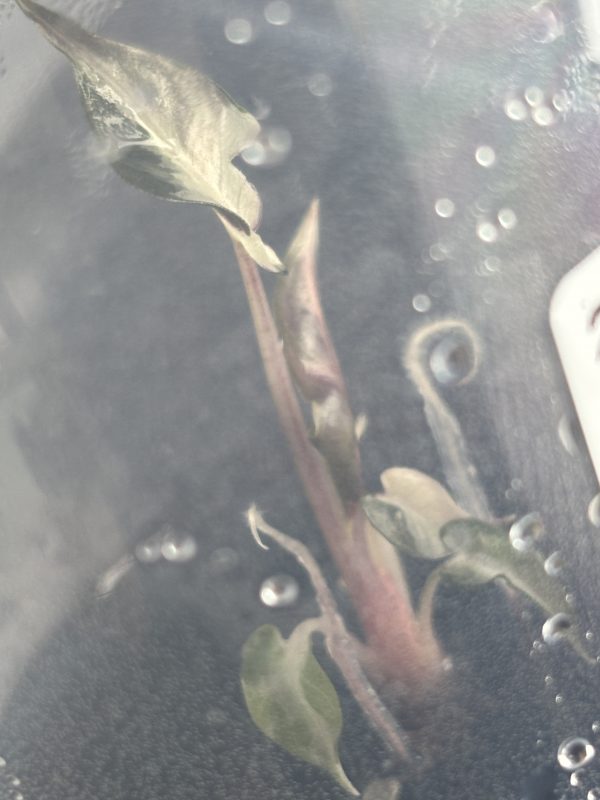 Alocasia Bambino Pink TC 23 (2)