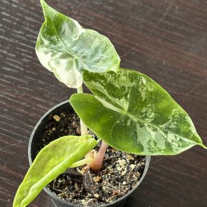 Alocasia Pink Dragon albo (1)