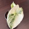 Alocasia Sinuata Albo (1)