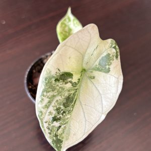 Alocasia Sinuata Albo (1)