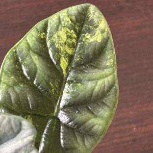 Alocasia Sinuata Variegata C (1)