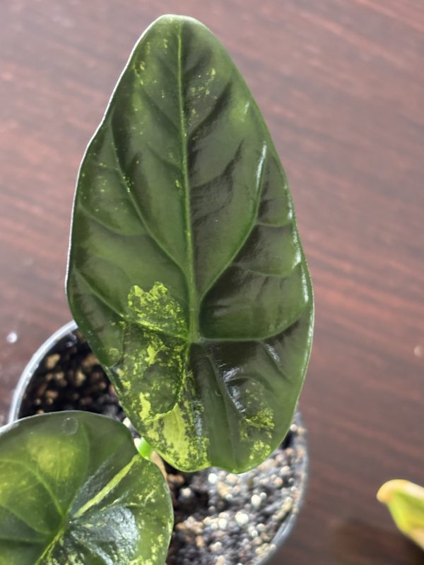 Alocasia Sinuata Variegata C (2)