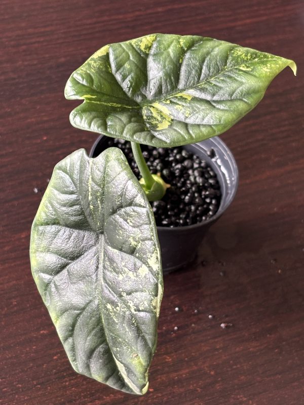 Alocasia Sinuata Variegata E (2)