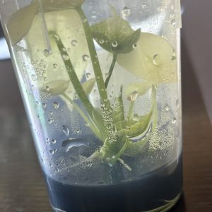 Alocasia Sinuata Variegated 30 (1)