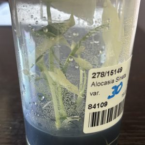 Alocasia Sinuata Variegated 30 (3)