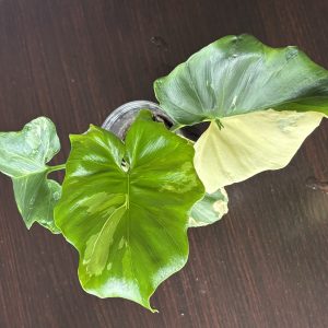 philodendron pinnatifidum sellom variegata (1)