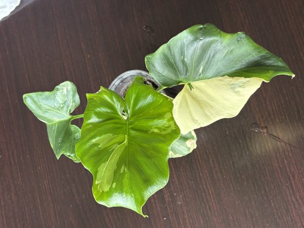 philodendron pinnatifidum sellom variegata (1)
