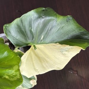 philodendron pinnatifidum sellom variegata (2)