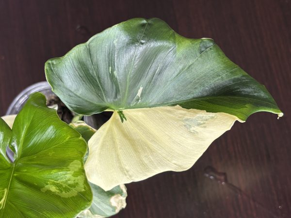 philodendron pinnatifidum sellom variegata (2)