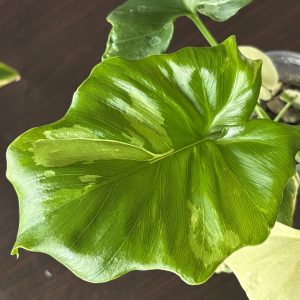 philodendron pinnatifidum sellom variegata (3)