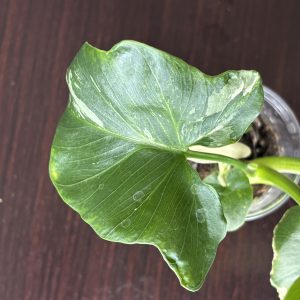philodendron pinnatifidum sellom variegata (4)