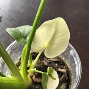 philodendron pinnatifidum sellom variegata (5)