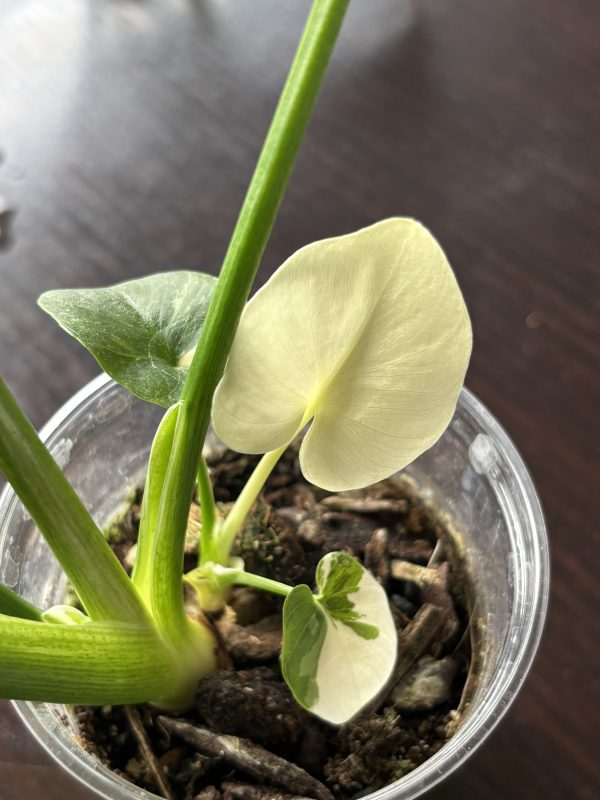 philodendron pinnatifidum sellom variegata (5)