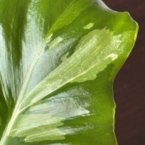 philodendron pinnatifidum sellom variegata (6)