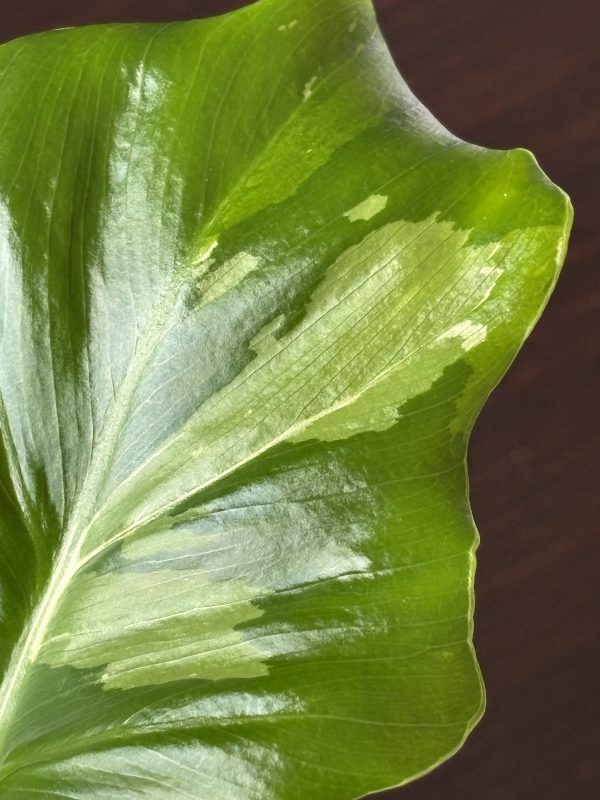 philodendron pinnatifidum sellom variegata (6)