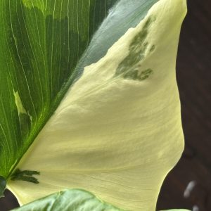 philodendron pinnatifidum sellom variegata (7)