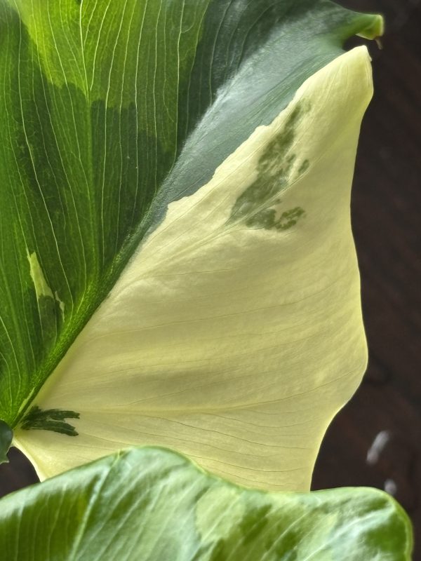 philodendron pinnatifidum sellom variegata (7)