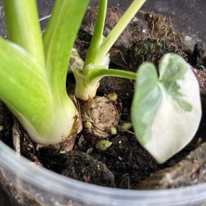 philodendron pinnatifidum sellom variegata (8)