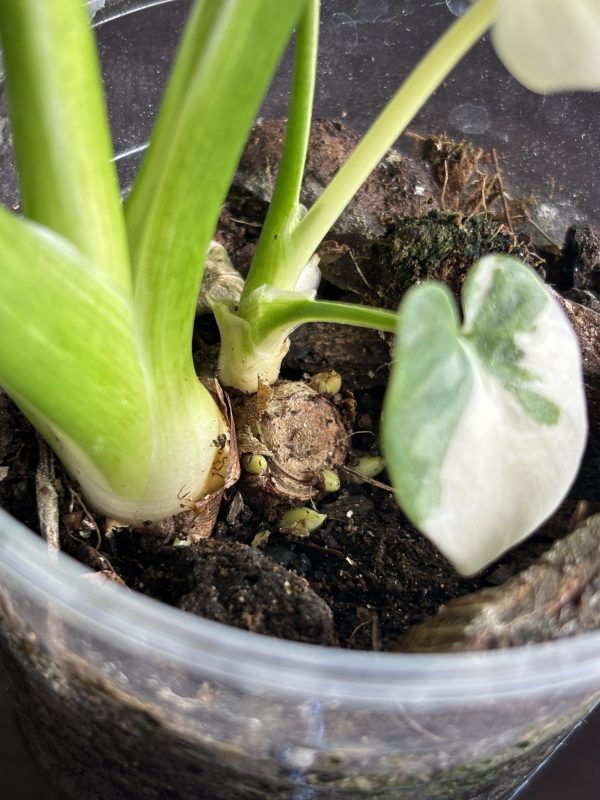 philodendron pinnatifidum sellom variegata (8)