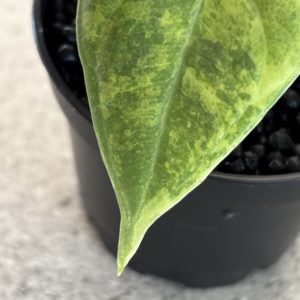 Alocasia Maharani Golden Line (1)