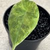 Alocasia Maharani Golden Line (2)
