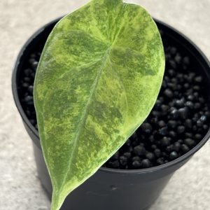 Alocasia Maharani Golden Line (2)