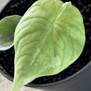 Alocasia Melo Albo (1)