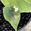 Alocasia Melo Albo (5)