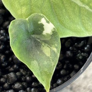Alocasia Melo Albo (5)