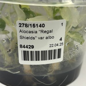 Alocasia Regal Shields albo (1)