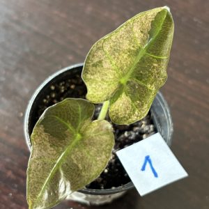 Alocasia Sanderiana pink (1)