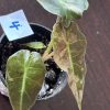 Alocasia Sanderiana pink (4)