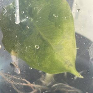 Alocasia Nebula Variegted (1)