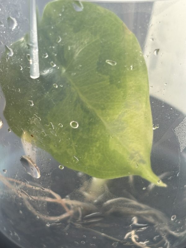 Alocasia Nebula Variegted (1)