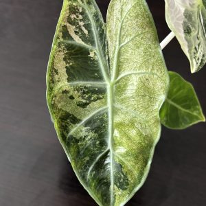 Alocasia Pink Dragon Variegated (2)