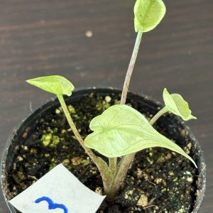 Alocasia Stingray variegatd 3 (1)